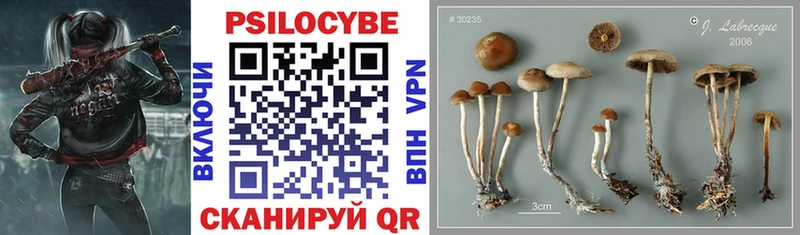 закладка  Лихославль  Галлюциногенные грибы Psilocybe 